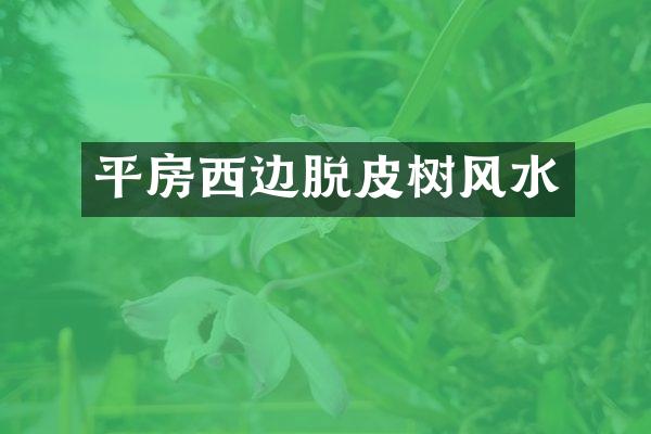 平房西边脱皮树风水