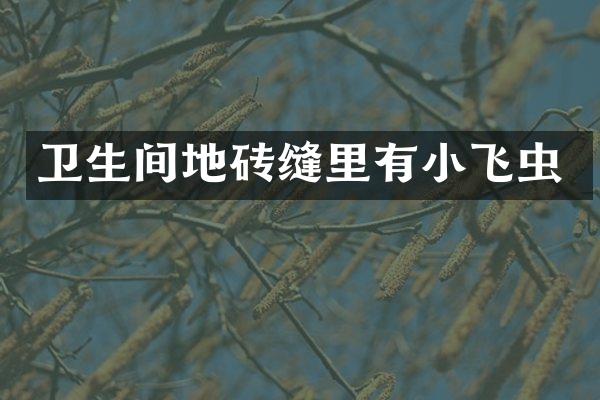 卫生间地砖缝里有小飞虫