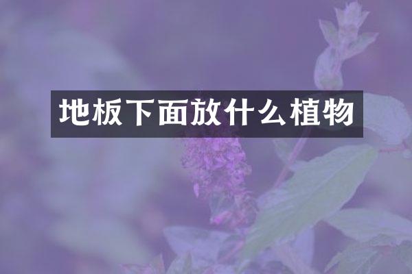 地板下面放什么植物
