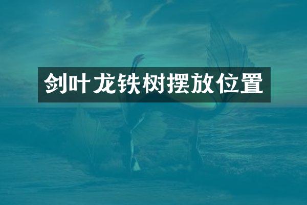 剑叶龙铁树摆放位置