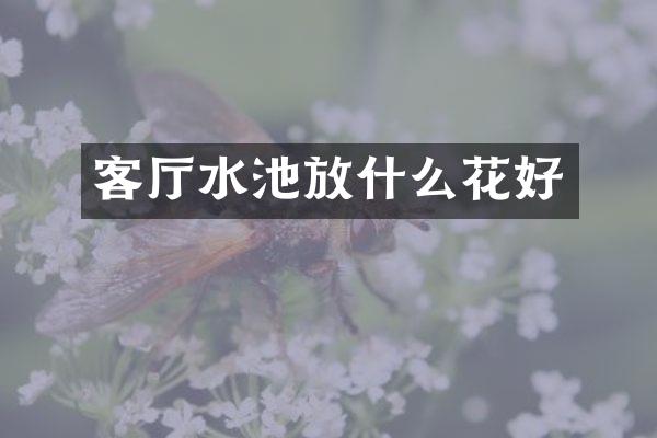 客厅水池放什么花好