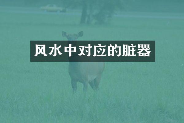 风水中对应的脏器
