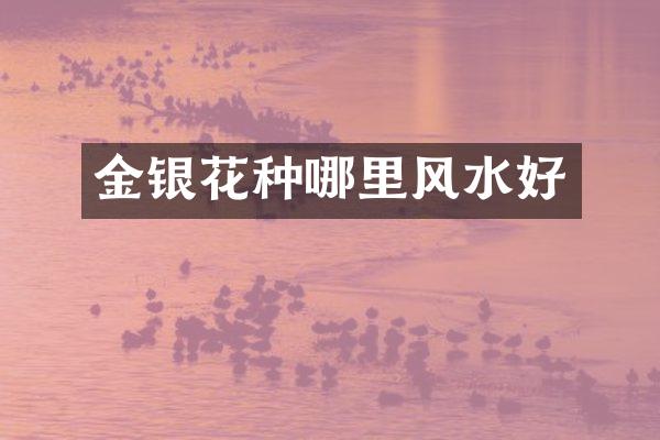 金银花种哪里风水好