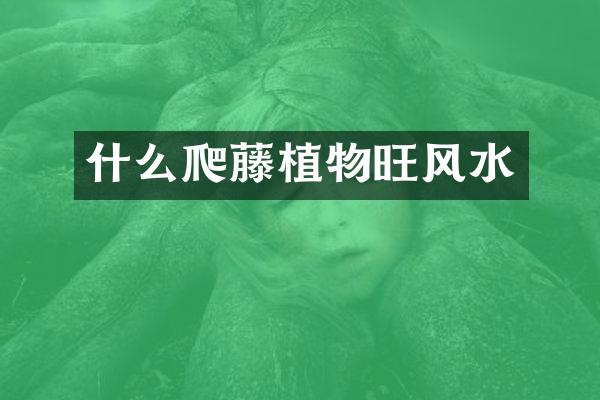 什么爬藤植物旺风水