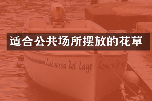 适合公共场所摆放的花草