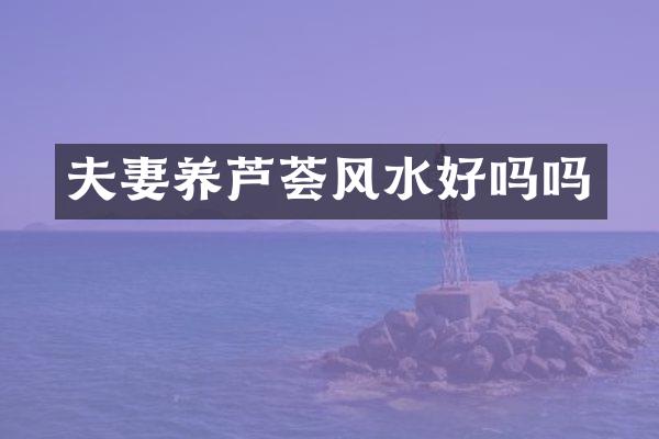 夫妻养芦荟风水好吗吗