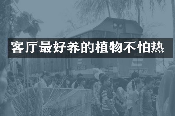 客厅最好养的植物不怕热