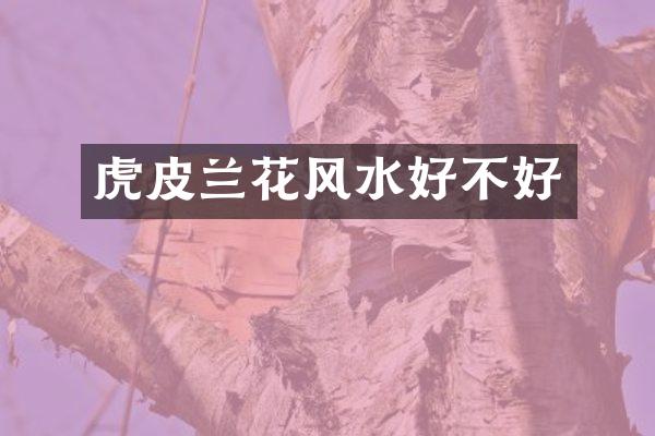 虎皮兰花风水好不好