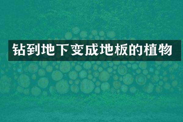 钻到地下变成地板的植物