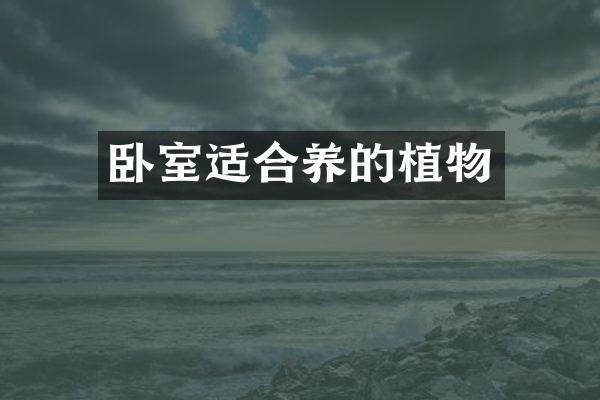 卧室适合养的植物