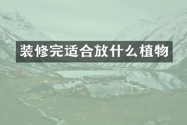 装修完适合放什么植物