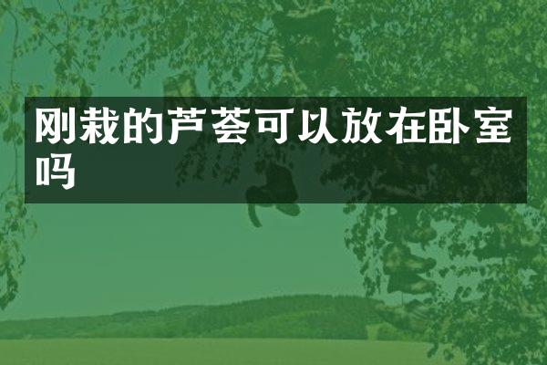 刚栽的芦荟可以放在卧室吗