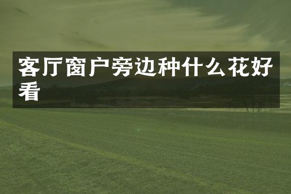 客厅窗户旁边种什么花好看