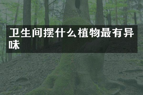 卫生间摆什么植物最有异味