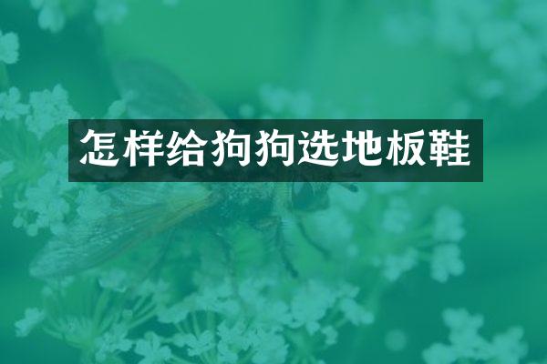 怎样给狗狗选地板鞋