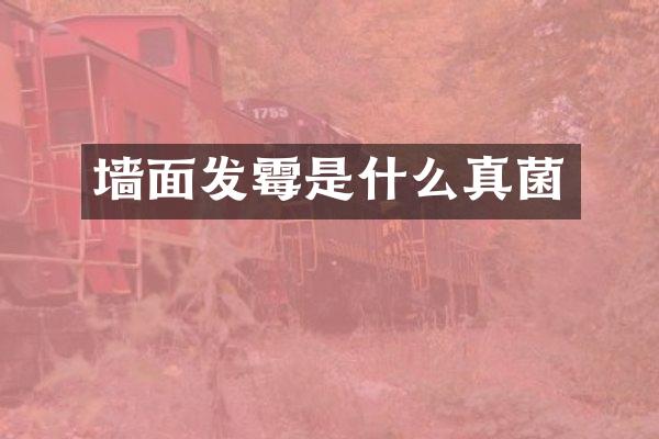 墙面发霉是什么真菌
