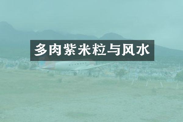多肉紫米粒与风水