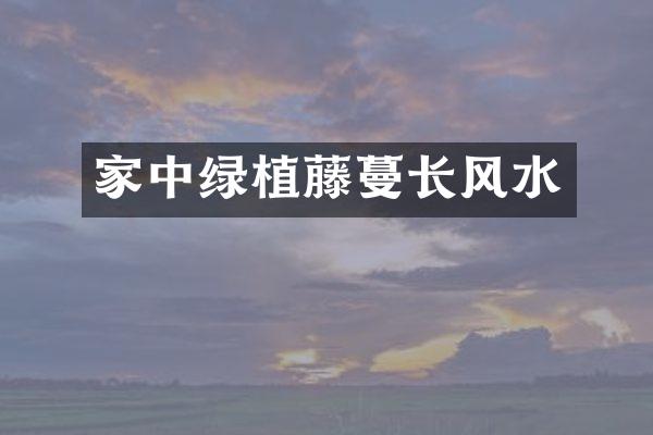 家中绿植藤蔓长风水