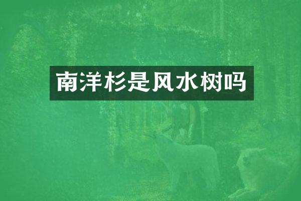 南洋杉是风水树吗