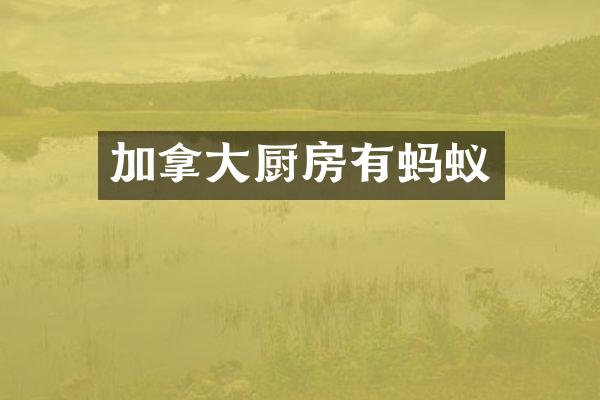 加拿大厨房有蚂蚁