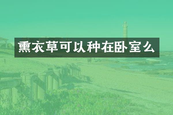 熏衣草可以种在卧室么
