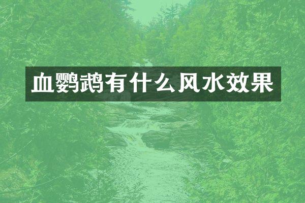血鹦鹉有什么风水效果