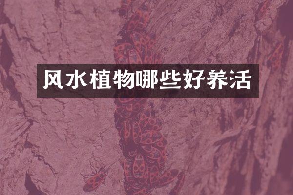 风水植物哪些好养活