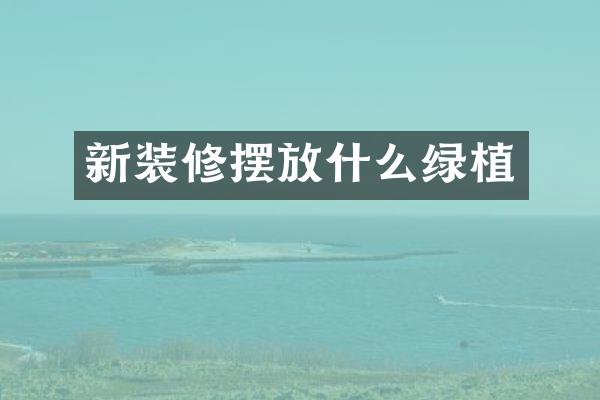 新装修摆放什么绿植