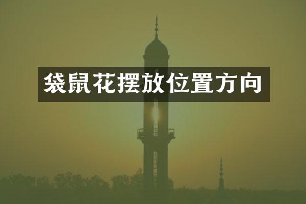 袋鼠花摆放位置方向