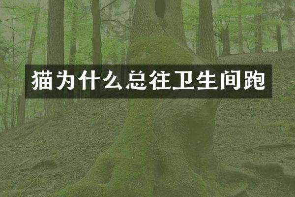 猫为什么总往卫生间跑