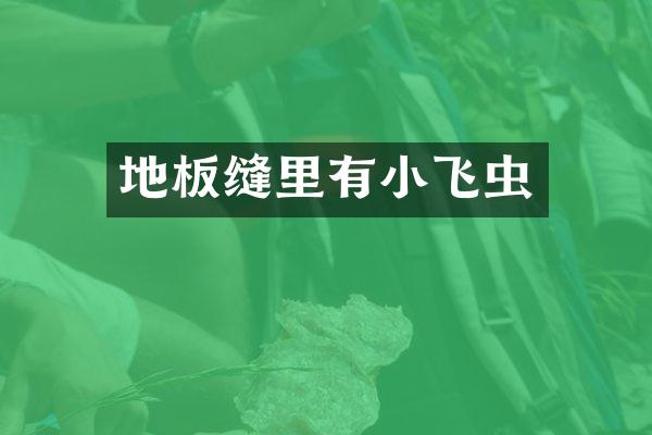 地板缝里有小飞虫