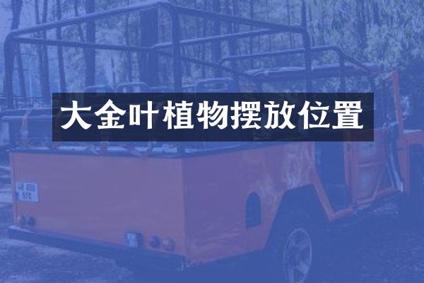 大金叶植物摆放位置