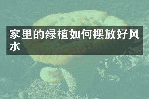 家里的绿植如何摆放好风水