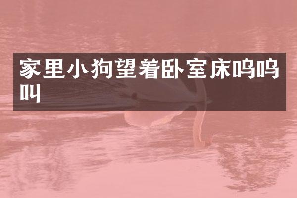 家里小狗望着卧室床呜呜叫