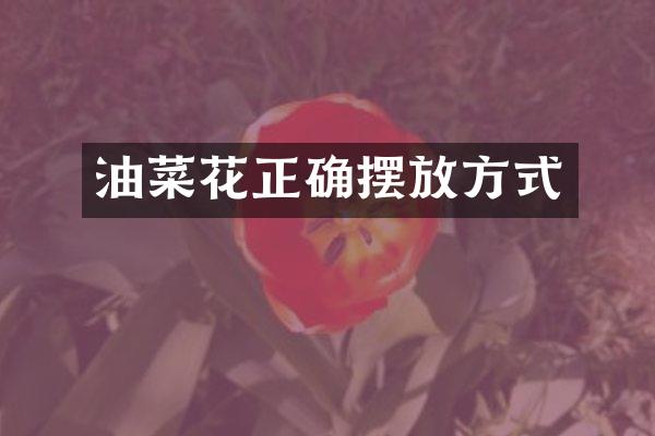 油菜花正确摆放方式