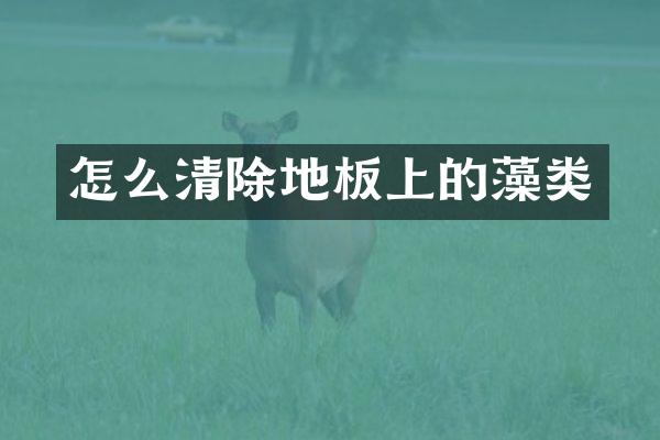 怎么清除地板上的藻类