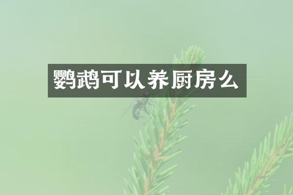 鹦鹉可以养厨房么
