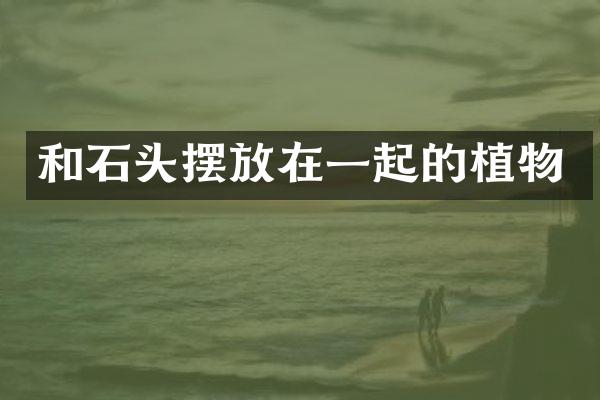 和石头摆放在一起的植物
