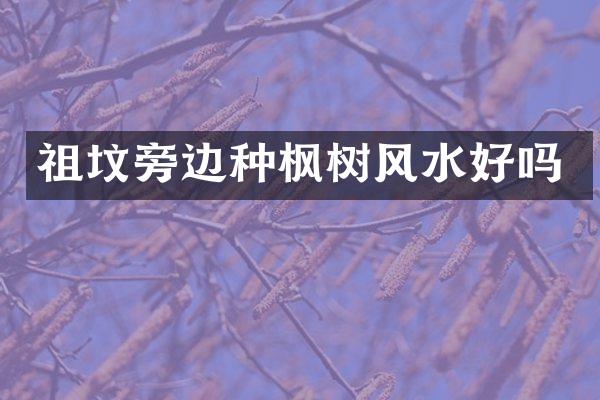 祖坟旁边种枫树风水好吗