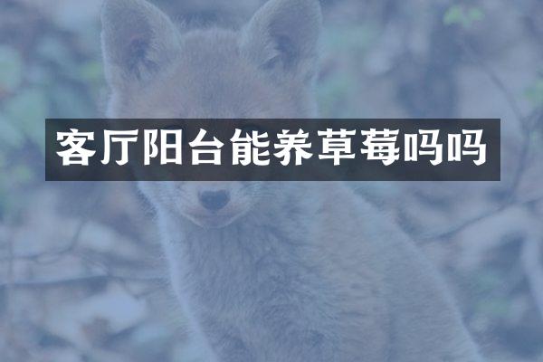 客厅阳台能养草莓吗吗