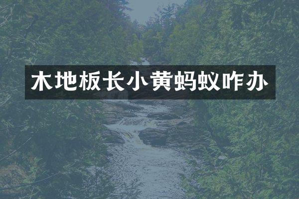 木地板长小黄蚂蚁咋办