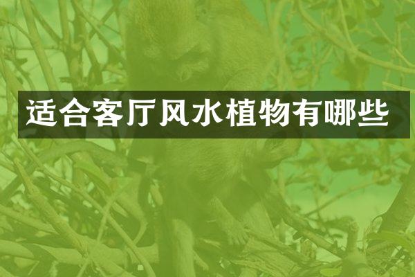适合客厅风水植物有哪些