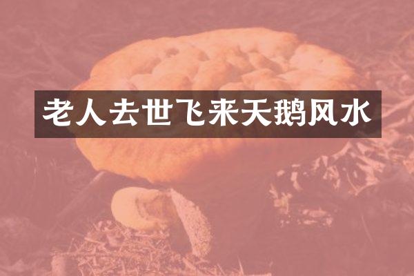 老人去世飞来天鹅风水