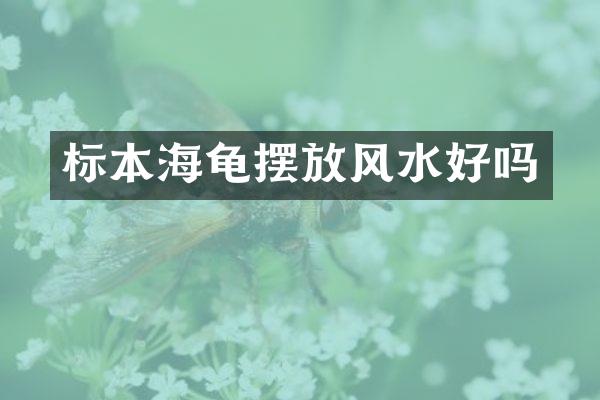 标本海龟摆放风水好吗