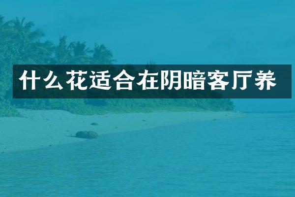 什么花适合在阴暗客厅养