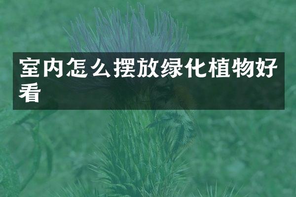 室内怎么摆放绿化植物好看