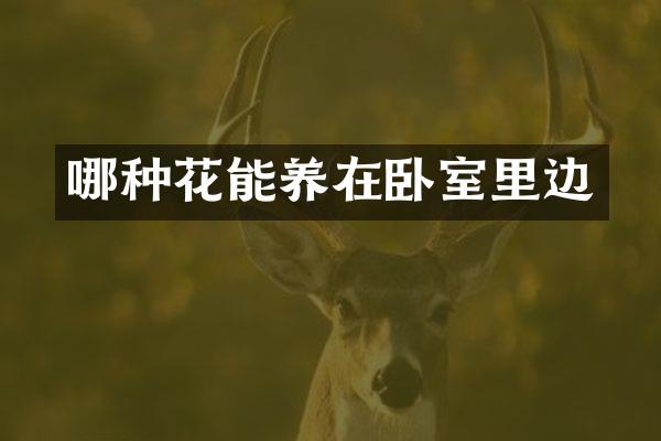 哪种花能养在卧室里边