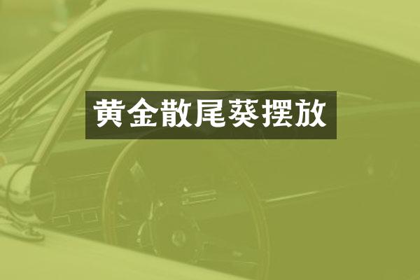 黄金散尾葵摆放