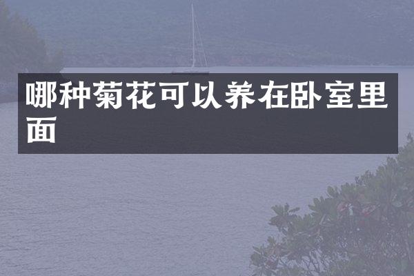 哪种菊花可以养在卧室里面