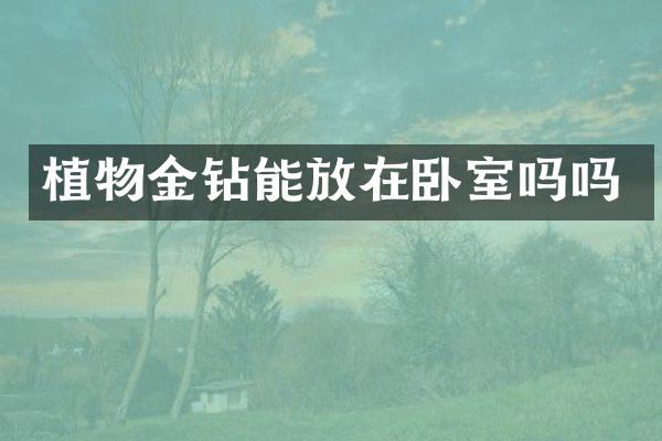 植物金钻能放在卧室吗吗